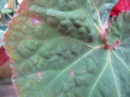 Check spelling or type a new query. Leaf Spots On Begonia
