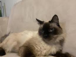 Little Girl Female Balinese Cat For Adoption In California United States Profile Id 37641 In 2020 Balinese Cat Cat Adoption Cats