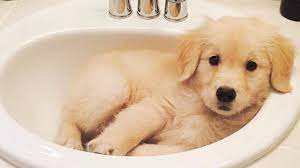 Funniest Videos Of Puppies World Best Cutest Puppies Puppies Tv Youtube Puppies Cute Dogs Cute Animals