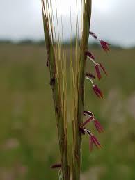 Image result for Diheteropogon amplectens