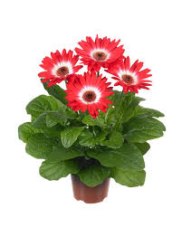 Image result for Gerbera jamesonii
