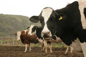 Termenul limită expiră în data de 28 octombrie. Apia AnunÈ›Äƒ Recalcularea Cuantumului Stabilit IniÈ›ial Pe Cap De Animal Pentru Anumite Scheme Din Sectorul Zootehnic Lumea Satului