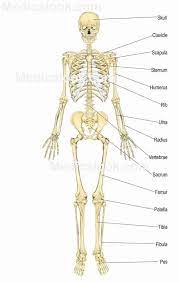 Pin On Body Systems