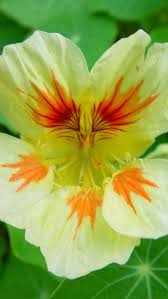 Albino Nasturtium Beautiful Flowers Flowers Amazing Flowers