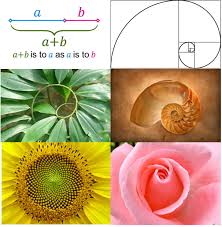 Maybe you would like to learn more about one of these? From Nature To Design The Golden Ratio Brian Watson S Sustainable Design Thinking Blog