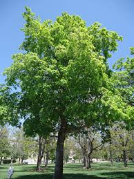Deborah har kvaliteter svarende til den standard norge. Norway Maple Facilities