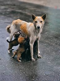 Mother Dog Feeding Puppies · Free Stock Photo