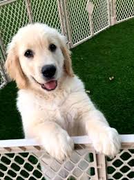 krem renk tuylu guzel golden retriever golden retriever yavrulari retriever