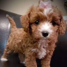Pin On Cavapoos
