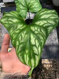 Image result for Cercestis