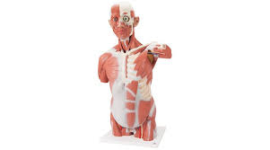 The area of the brain with the greatest amount of recent evolutionary change is called the neocortex. Life Size Muscle Torso Model 27 Part Instruments Direct