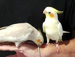 Pin On Birbs