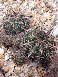 Image result for Cavacoa aurea