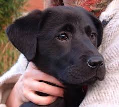 See full list on wikihow.com Labrador Puppy Play Biting Nipping The Owner How To Stop Her