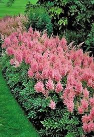 Prefers full sun to shade depending on variety. 47 Plants Zone 9 Ideas Plants Plant Zones Plant Hardiness Zone