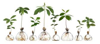 Grow Avocado And Oak Trees At Home With These Minimalist Glass Vases