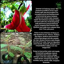 25 609 просмотров • дата премьеры: Bibit Tanaman Bunga Turi Merah Kembang Hias Outdoor Dan Obat Herbal Shopee Indonesia