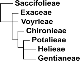 Image result for Schinziella tetragona