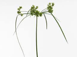 Image result for Cyperus glaucophyllus