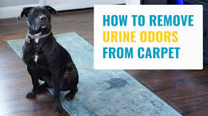 Hours may change under current circumstances How To Remove Urine Smell From Carpet Install It Direct