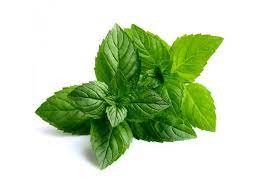 It can be used aromatically, topically and internally to address a number of health concerns. Peppermint Seeds Mentha Piperita PreÈ› 2 50