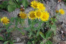 Image result for Inula mannii