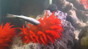 Sea Anemone Eating Youtube