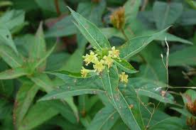 Image result for Caprifoliaceae