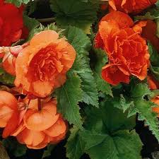 Orange Camellia Begonia Perennial Flowering Plants Flowers