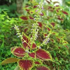 Image result for Coleus scutellarioides