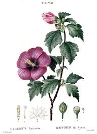 Les hibiscus sont connus et cultivés depuis la haute antiquité. Luces De Barrio