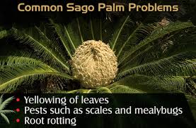 Check spelling or type a new query. Sago Palm Problems Gardenerdy