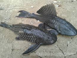 Ikan ini punya nama lain, seperti: Ikan Terbang Indosiar Nasi