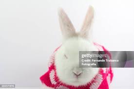 Image result for tbn:nuNU7FPK4A54yM::rvforsaleguide.com/images/bunny-resting-picture.jpg