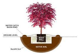 So we're digging up everything you need to care for every type of houseplant. How To Plant Grow And Care For Japanese Maple Trees Jackson S Nurseries