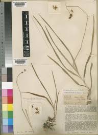 Image result for Polystachya dendrobiiflora