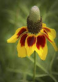 Mexican Hat Amazing Flowers Beautiful Flowers Texas Wild Flowers