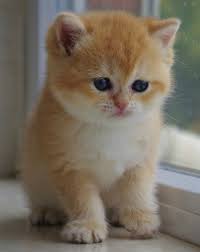 British shorthair golden chinchilla kittens ( bri ny 12). Cattery History Sundust Cats