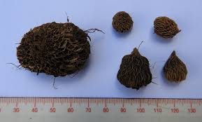 Image result for Gladiolus virgineus