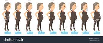 Naujieji Metai Testi Identifikacija How A Woman S Body Changes During Pregnancy Yenanchen Com