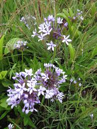 Image result for Pentanisia