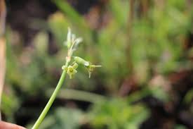 Image result for Dipcadi marlothii