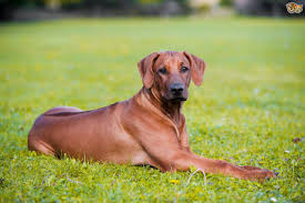 These playful, energetic, and loving rhodesian ridgeback puppies are ready for their forever homes! Rhodesian Ridgeback Dog Breed Facts Highlights Buying Advice Pets4homes