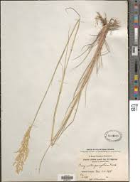 Image result for Eragrostis gangetica