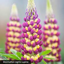 Pin On Lupine