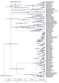 Image result for Cordylostigma virgatum