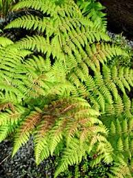 Image result for Hypolepis