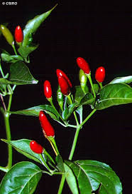 Image result for Capsicum annuum