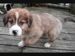 One way to determine the ancestry of your mixed breed is through a dna test. Adam Australian Shepherd Great Pyrenees Mix Youtube