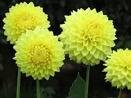 Maybe you would like to learn more about one of these? Dahlias Give You Parrots And Sunshine In Your Garden Rattan Direct